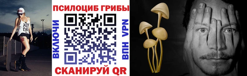 Купить где  Кола  Галлюциногенные грибы Psilocybe 